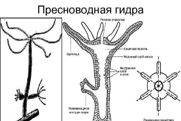 Ссылка на кракен tor